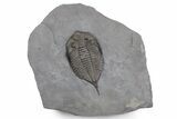 Dalmanites Trilobite Fossil - New York #357127-1